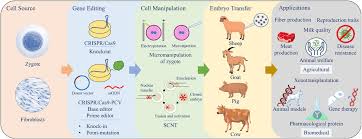 What type of organism is one that receives and expresses recombinant dna? Frontiers Improvements In Gene Editing Technology Boost Its Applications In Livestock Genetics