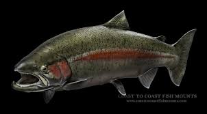 Check spelling or type a new query. Rainbow Trout Fish Mounts Replicas By Coast To Coast Fish Mounts