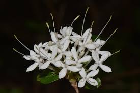 Image result for Pavetta gracillima