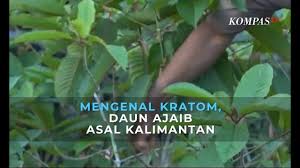 Daun kuduk kuduk ubat buasir. Mengenal Kratom Daun Ajaib Asal Kalimantan Yang Dilarang Bnn Youtube