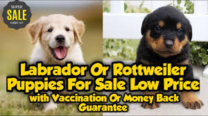 We strive to raise well socialized and quality fur babies. Albino Rottweiler Puppies Sale 08 2021
