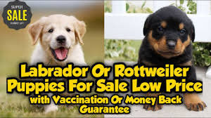 Maybe you would like to learn more about one of these? Albino Rottweiler Puppies Sale 07 2021