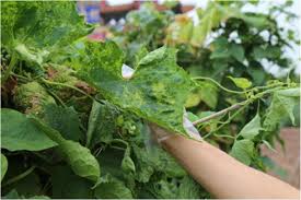 Cloning and grafting infected plant material will produce infected trees. Figure 1 Molecular Identification And Phylogeny Of Cucumber Mosaic Virus And Zucchini Yellow Mosaic Virus Co Infecting Luffa Cylindrica L In Shanxi China Springerlink