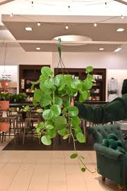 Image result for Cissus rotundifolia