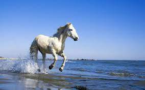 Download themes to change how firefox looks. Download Free Windows 7 Horses Theme