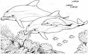 Use on your favorite coloring pages for hours of fun at home. Get This Printable Dolphin Coloring Pages 31792
