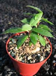 Image result for Ceropegia conrathii