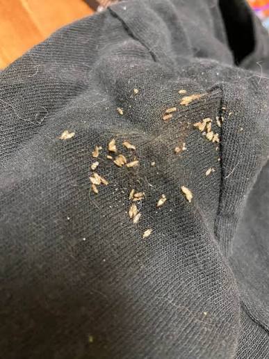 What is this insect found in dirty clothes?