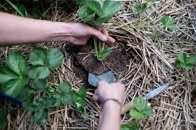 Neues Erdbeerbeet Anlegen Osmers Garten Erdbeerbeet Erdbeerpflanzen Erdbeeren