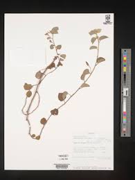 Image result for Astripomoea malvacea