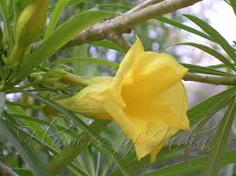 Image result for Cascabela thevetia