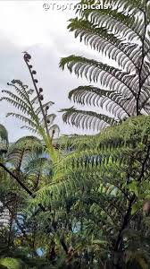 Image result for Cyphia erecta