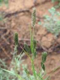 Image result for Enneapogon desvauxii