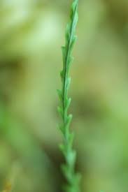 Image result for Cochlidium serrulatum