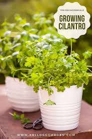 Check spelling or type a new query. Growing Cilantro Planting Care Tips Kellogg Garden Organics