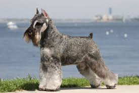 Standard Schnauzer Salt And Pepper Alert Medium Guard