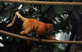 Mother S Day Field Trip Stormslegacy Designs Golden Lion Tamarin Dangerous Animals Large Animals