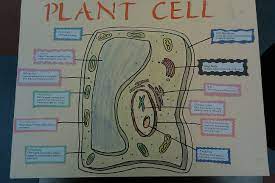 Plant cell model on poster board. Plant Cell Cells Project Cell