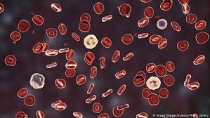 You plan on travelling to bangladesh? Blood Donation Everything You Ve Ever Needed To Know Science In Depth Reporting On Science And Technology Dw 14 06 2019