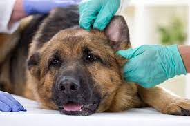 Middle And Inner Ear Infections In Dogs Symptoms Causes Diagnosis Treatment Recovery Management Cost