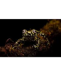 Image result for Hyloscirtus criptico