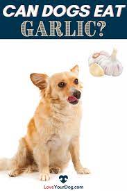Can Dogs Eat Garlic How Much Garlic Is Toxic For Dogs Can Dogs Eat Dogs Dog Seat
