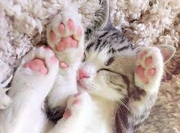 Does Your Feline Have Extra Toes The History Behind Polydactyl Cats Halifax Veterinary Hospital
