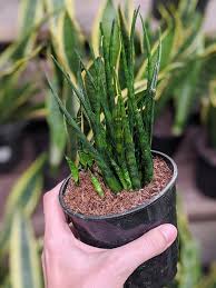 Image result for Sansevieria cylindrica