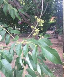 Check spelling or type a new query. Plant Id Forum North Texas Tree Id Garden Org