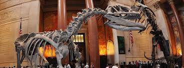 The American Museum Of Natural History Start Here Find Out How To Get To The Museum Buy Advance Tickets And New York Museums Natural History Free Museums