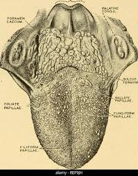 Image result for Filiform Papillae