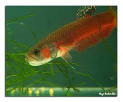 Betta macrostoma can be housed in pairs, species tanks, and community tanks. Betta Macrostoma Spotfin Betta Aquainfo