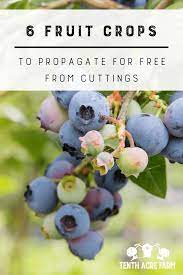 >80% items are new · returns made easy · under $10 6 Fruit Crops To Propagate For Free From Cuttings Tenth Acre Farm