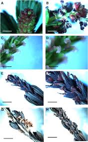 Image result for Myrothamnus flabellifolius