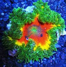 Rock Flower Anemone Sunburst Saltwater Aquarium Saltwater Aquarium Fish Anemone