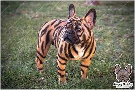 successful dog costumes disney dogwalkingbusiness typesofdogs dog halloween dog tiger costume bulldog puppies