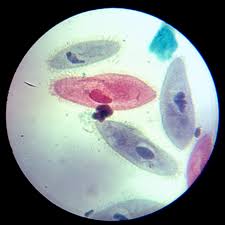 The jellylike protoplasm of the amoeba slowly moves in the. Under The Microscope Paramecium Office For Science And Society Mcgill University