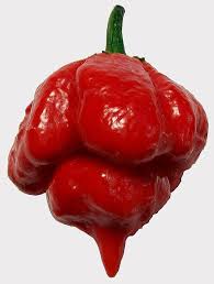 Trinidad Scorpion Butch T Pepper Plants We Re Growing This Year Stuffed Peppers Stuffed Hot Peppers Worlds Hottest Pepper