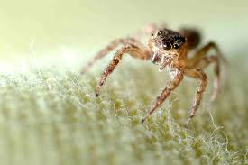 Any large, hairy spider in the eastern half of the united states is more than likely a wolf spider. The 7 Most Common Types Of House Spiders