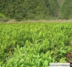 Image result for Cyclosorus striatus