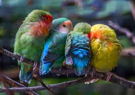 Pin Di Benarkah Lovebird Import Lebih Unggul Dari Lovebird Lokal