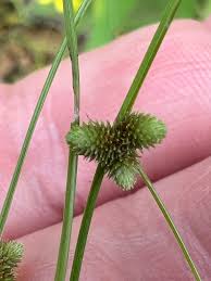 Image result for Lipocarpha micrantha