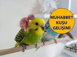 bu videoyu izleyerek muhabbet kusu yavrusunun 29 gunluk gelisimini gorebilirsiniz sosyal medya hesaplarim soru cevap sitem ht muhabbet kuslari hayvanlar kusu