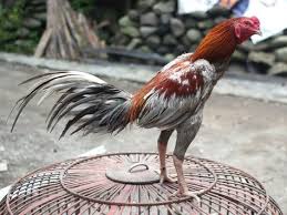 Orders $125+ ship for free. 62 Fighting Roosters Ideas Fighting Rooster Game Fowl Chicken Breeds