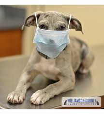 Where is the community pet hospital in denver? Community Pet Care Response To Covid 19 Williamson County Animal Hospital