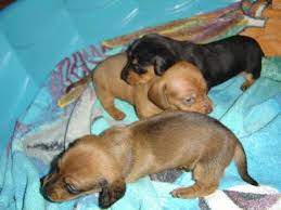 Miniature dachshunds are scent hound dog breeds who were bred to hunt badgers and other tunneling animals like rabbits, and foxes. Mini Dachshund Puppies For Sale In Raleigh North Carolina Classified Americanlisted Com
