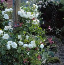 9 Vibrant Climbing Roses To Add To Your Garden Climbing Roses Flowering Vines Trellis Plants