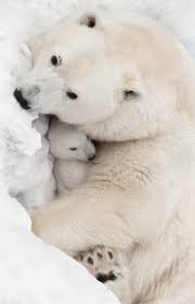 View this post on instagram. 850 Idees De Ours Polaire En 2021 Ours Polaire Ours Ours Blanc