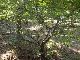 Image result for Tabernanthe