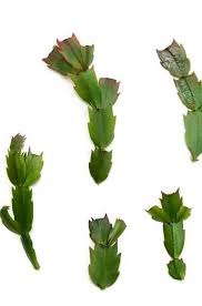 Your christmas cactus may not be a christmas cactus at all. How To Propagate Christmas Cactus Houseplant Central